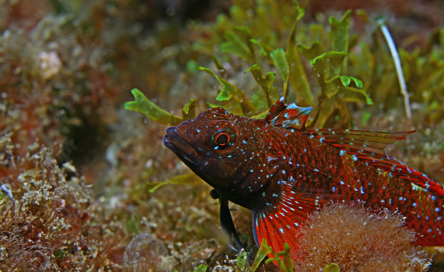 Tripterygion tripteronotus (Peperoncino)